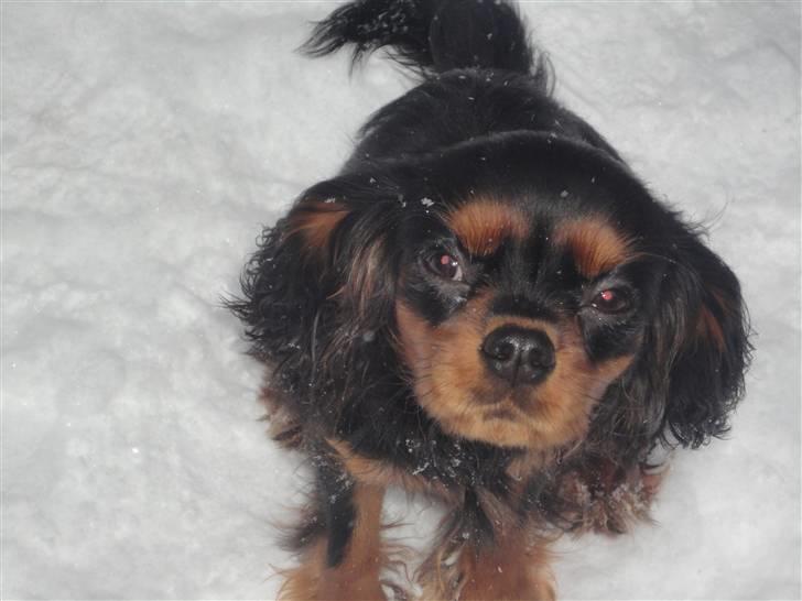 Cavalier king charles spaniel Vigga billede 6