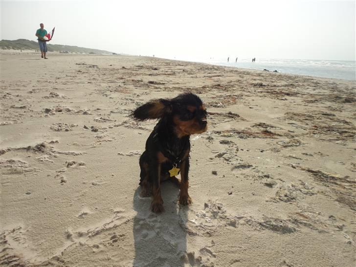 Cavalier king charles spaniel Vigga billede 7