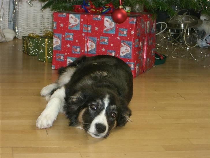 Border collie Bella billede 13