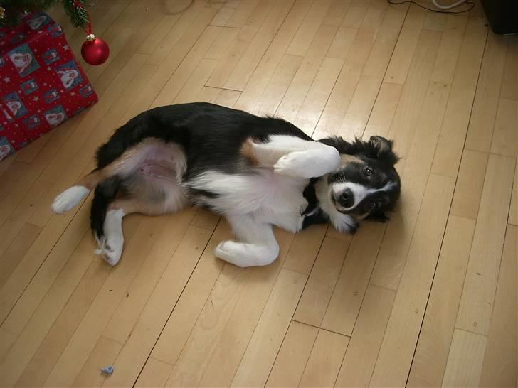 Border collie Bella billede 14