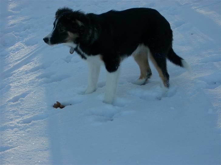 Border collie Bella billede 15