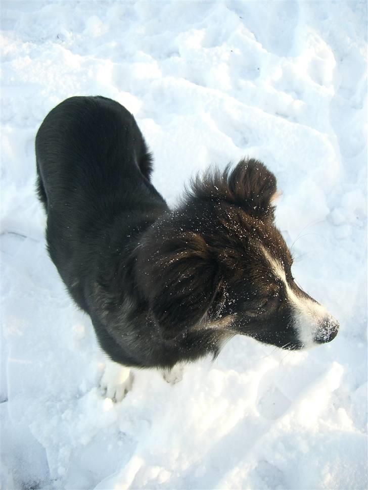 Border collie Bella billede 16
