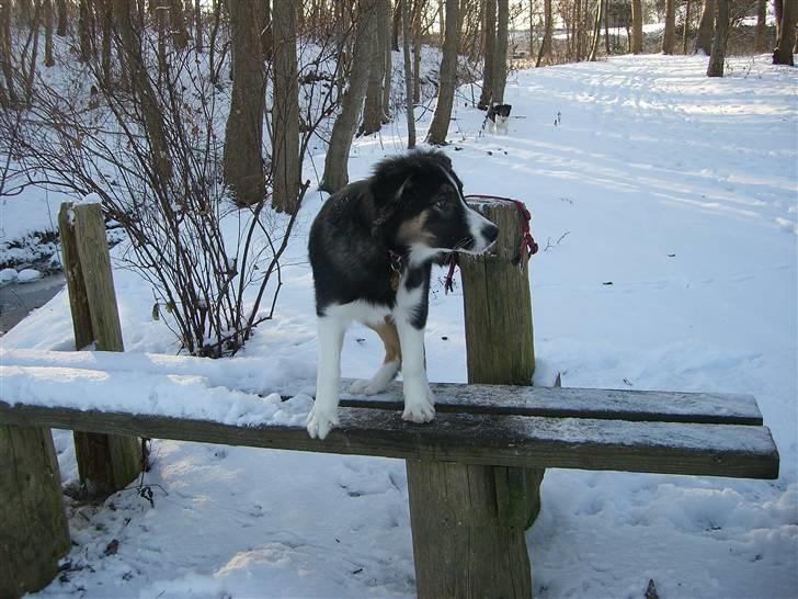 Border collie Bella billede 17