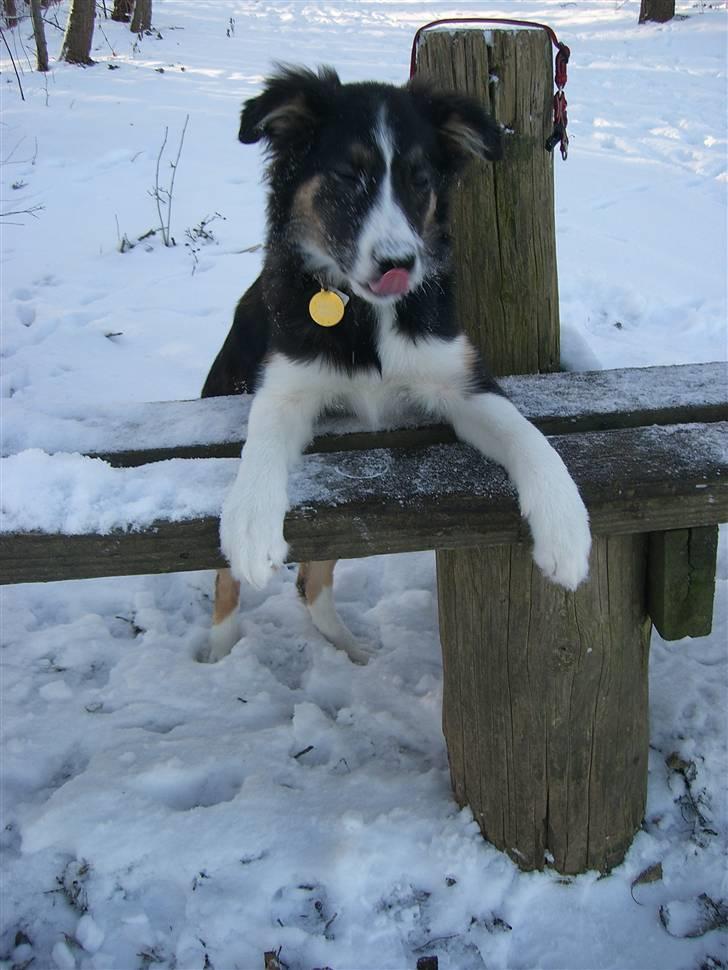 Border collie Bella billede 18