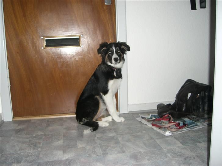 Border collie Bella billede 19