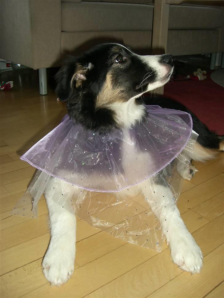 Border collie Bella billede 20