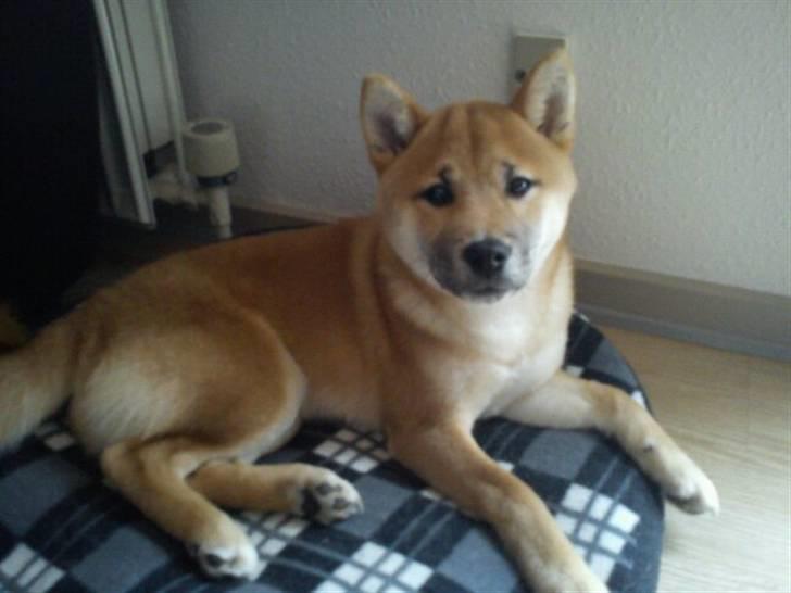 Shiba Kato billede 7