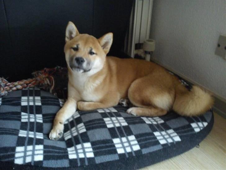 Shiba Kato billede 8
