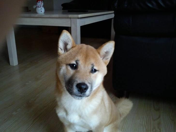 Shiba Kato billede 9