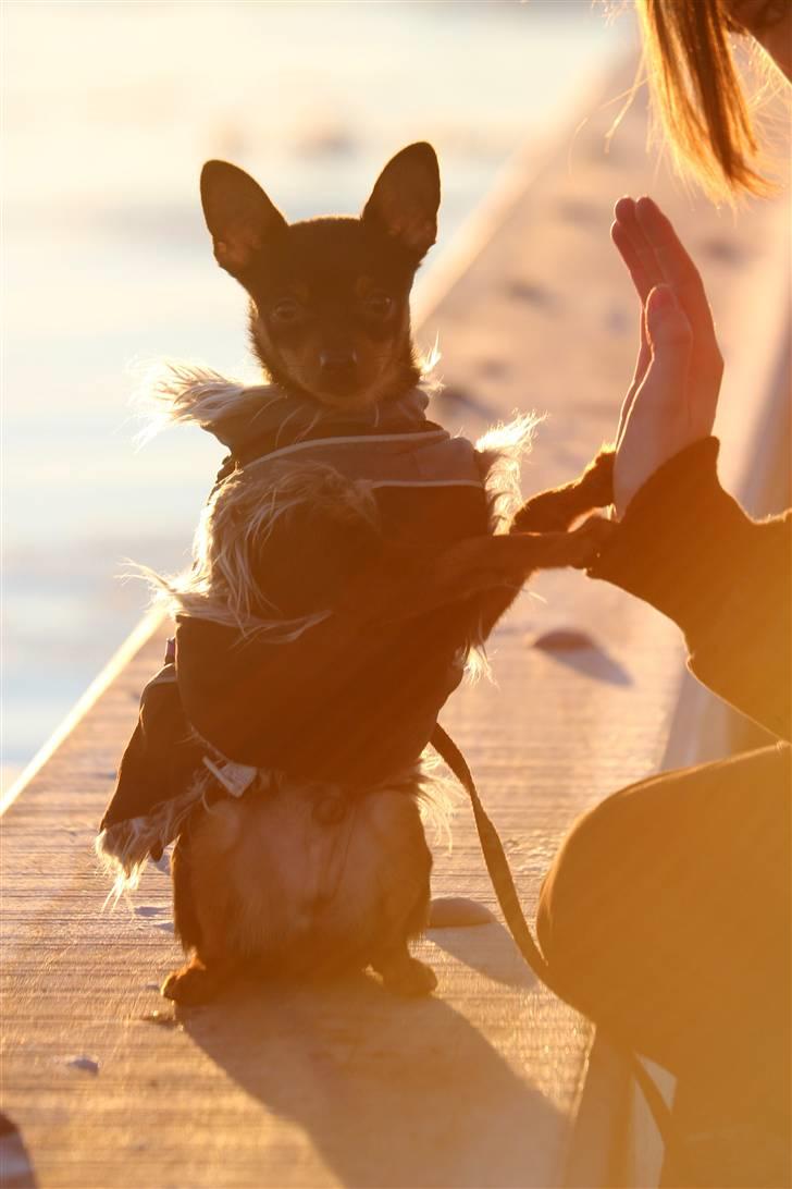 Blanding af racer Victor Zumbusch billede 14