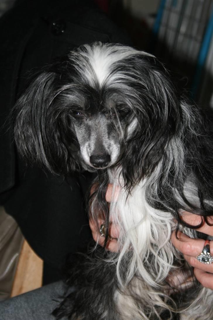 Chinese crested powder puff  Chang Mao: Báisé  - Báisés mor: Mexi Pepsi Liv billede 12