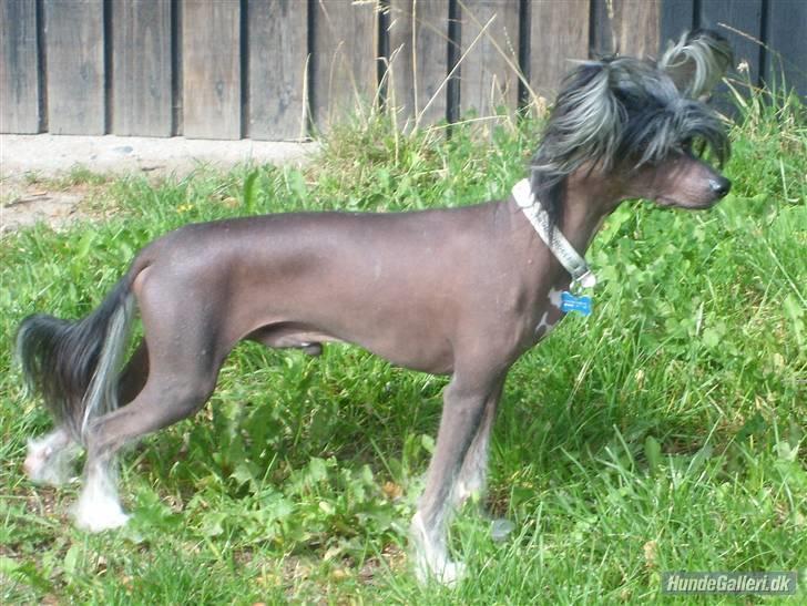 Chinese crested powder puff  Chang Mao: Báisé  - Báisés far: Amasing Pegasus Hu Yoobang billede 13