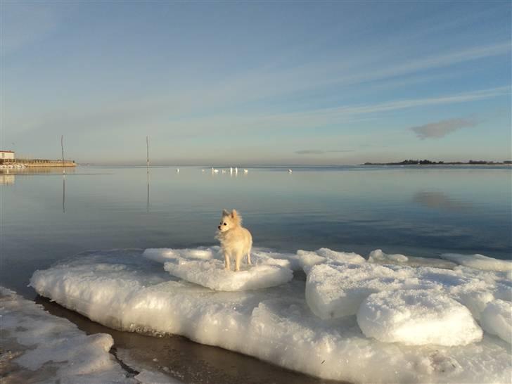 Blanding af racer pomeranian chihuahuaSnowi - Snowi på en isflage med svaner i baggrunden. billede 7