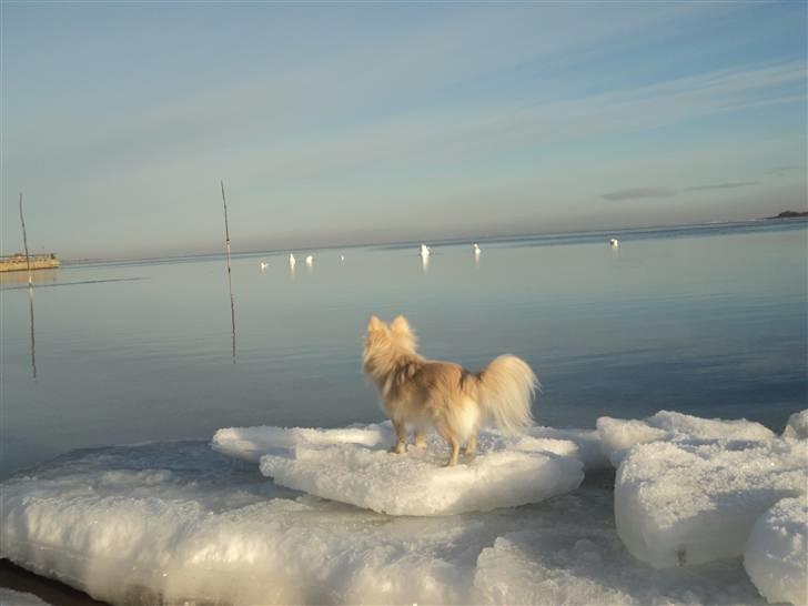 Blanding af racer pomeranian chihuahuaSnowi - Snowi kikker på svanerne, fra en isflage. billede 8