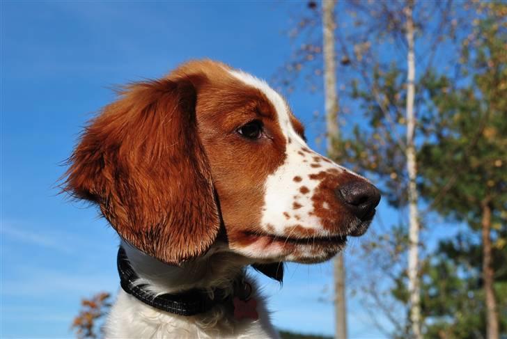 Welsh springer spaniel Gallois's Katy (Mynte) - Beauty!i: billede 3