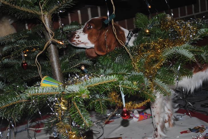 Welsh springer spaniel Gallois's Katy (Mynte) - Vil i ikke nok danse rundt om mig?((-; billede 4