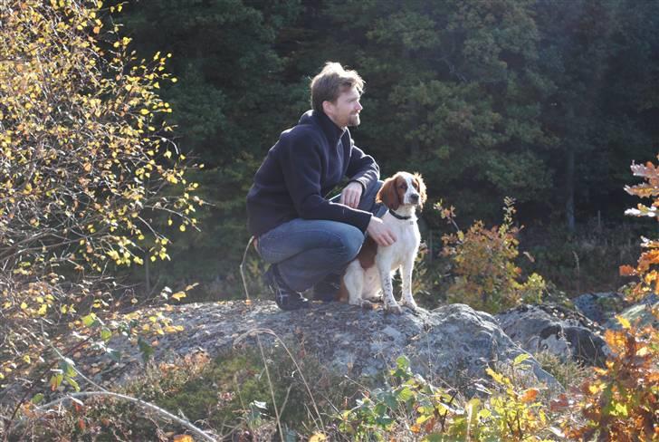 Welsh springer spaniel Gallois's Katy (Mynte) - I stoore Sverige sammen med faaar :o)
Hvor er jeg bare SEJ! billede 5