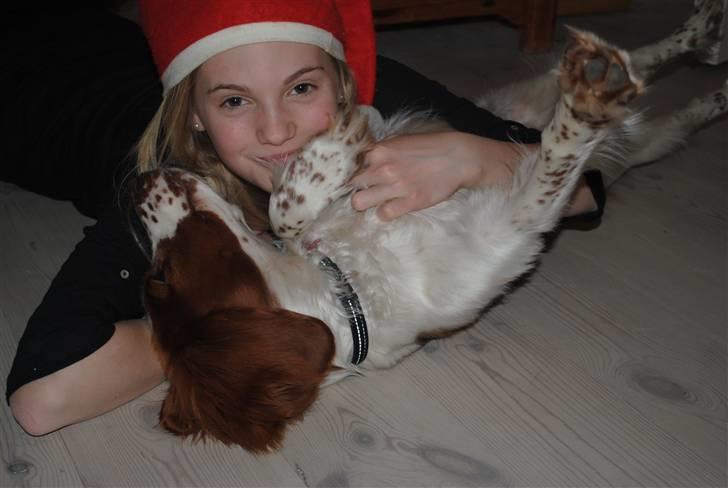 Welsh springer spaniel Gallois's Katy (Mynte) - X-mas 2010..<3 billede 6