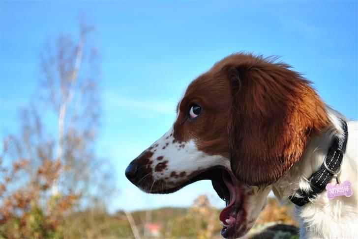 Welsh springer spaniel Gallois's Katy (Mynte) - Gaaaab.. :o) billede 7