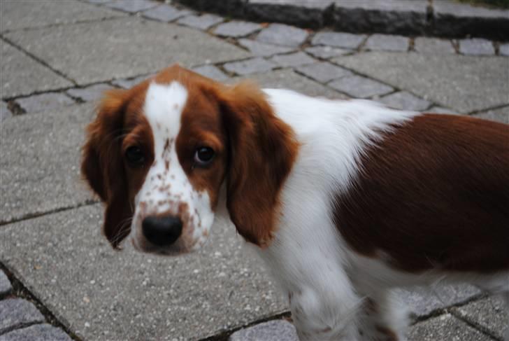 Welsh springer spaniel Gallois's Katy (Mynte) - Heeej?(-: billede 13