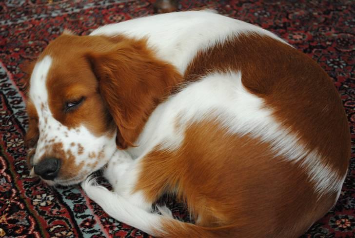 Welsh springer spaniel Gallois's Katy (Mynte) - "Jeg er altså træt nu! Gå væk med det kamera, Laura!"
Sikke en kær hvalp.. :* billede 9