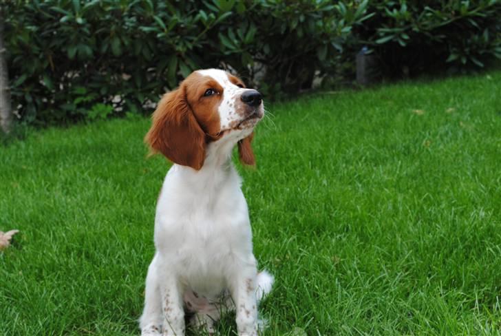 Welsh springer spaniel Gallois's Katy (Mynte) - KONGEN AF WELSH SPRINGER SPANIELS! billede 10