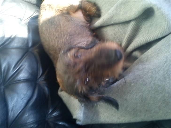 Gravhund nanna (død) billede 7