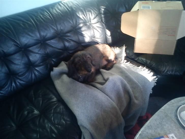 Gravhund nanna (død) billede 8