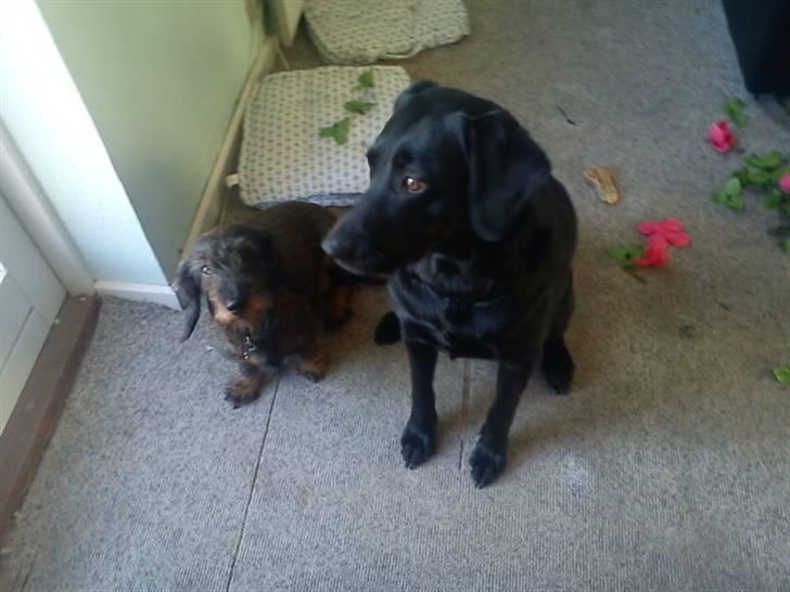 Gravhund nanna (død) billede 9