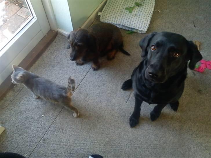 Gravhund nanna (død) billede 10