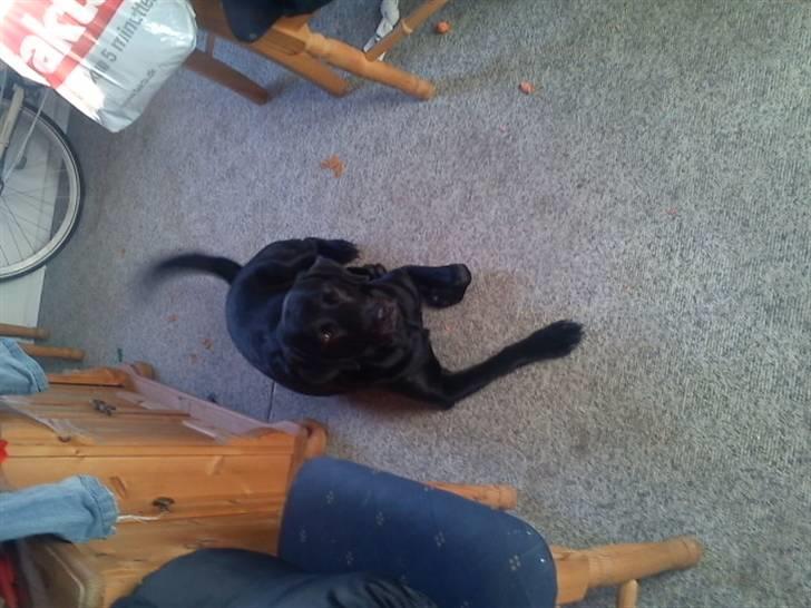 Blanding af racer zidi billede 6