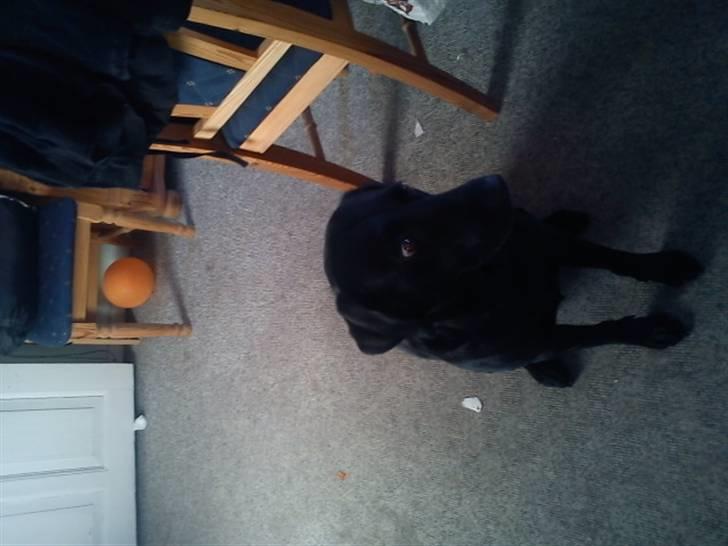 Blanding af racer zidi billede 7