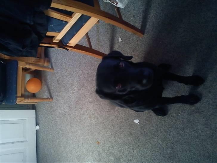 Blanding af racer zidi billede 8