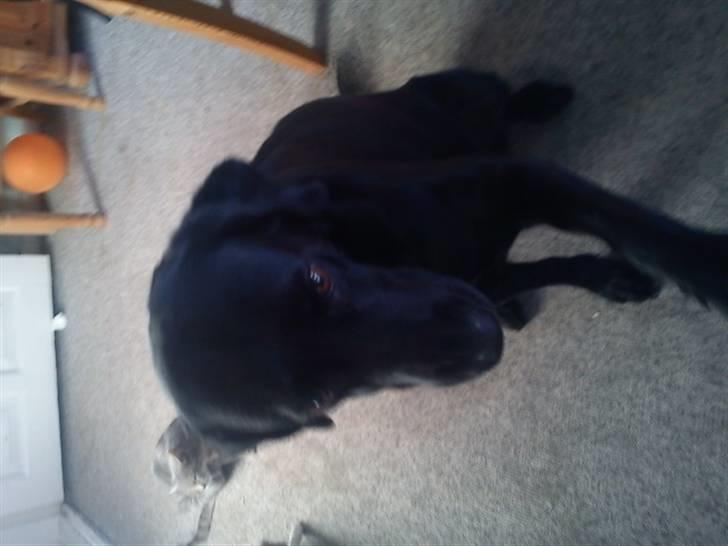 Blanding af racer zidi - giv pote zidi billede 9