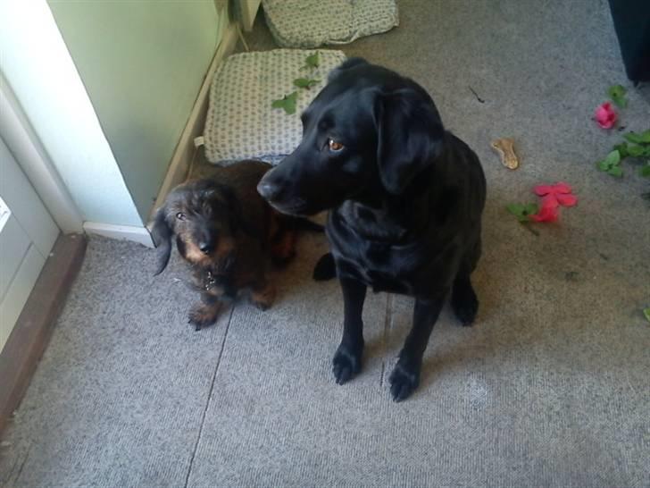 Blanding af racer zidi - zidi og nanna billede 10