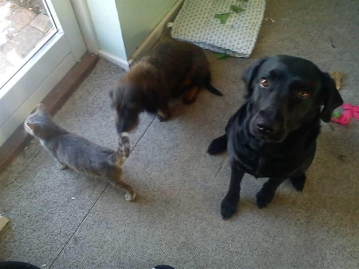 Blanding af racer zidi - zidi, nanna og bella  billede 11