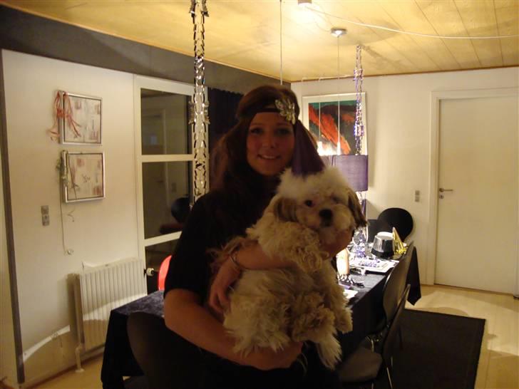 Shih tzu BUSTER billede 19