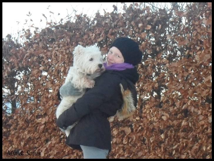 West highland white terrier Sofus <*soulmate*> - Jeg elsker diig <3 billede 19