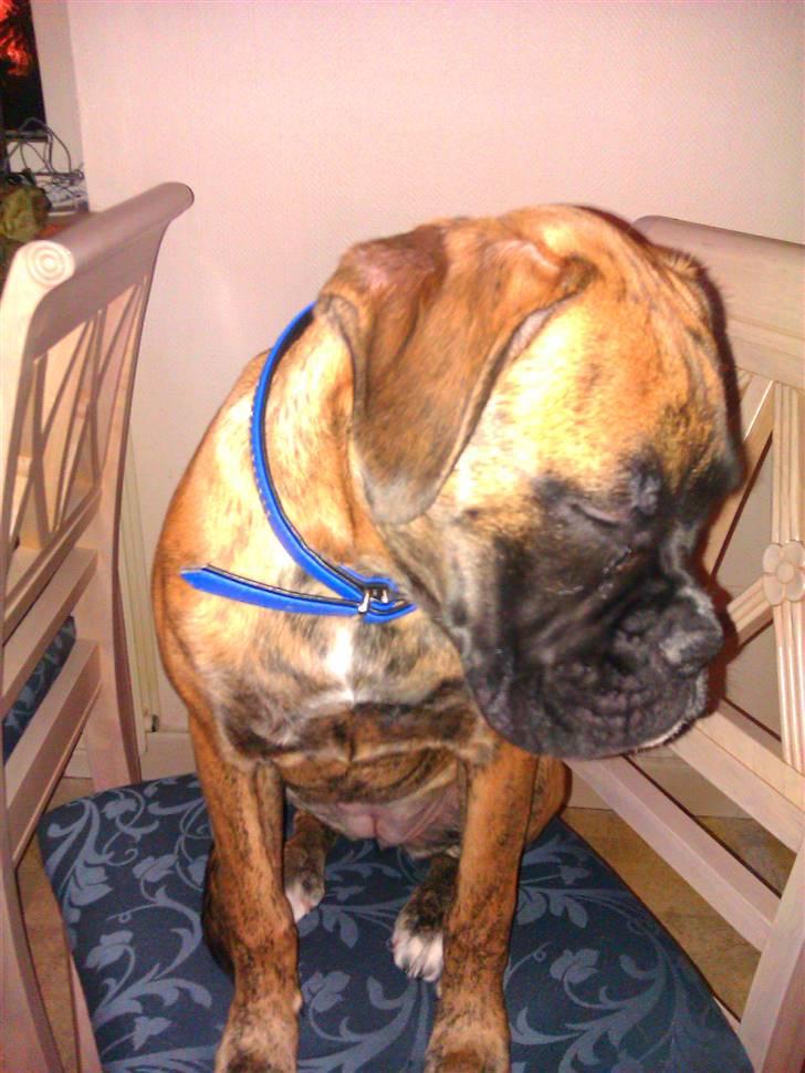 Boxer Mito billede 8