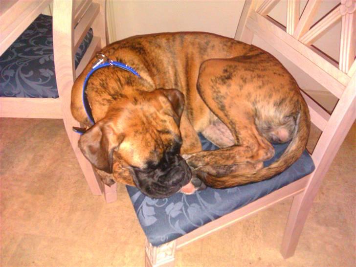 Boxer Mito billede 9