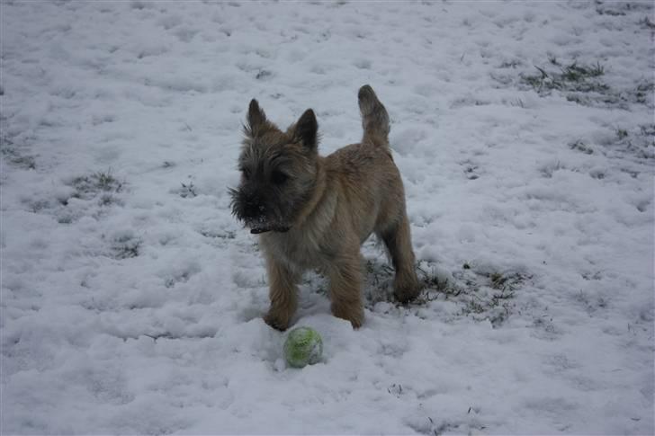 Cairn terrier Ludvig Holberg(Barcardi) - lulle mand i sneen.. billede 8