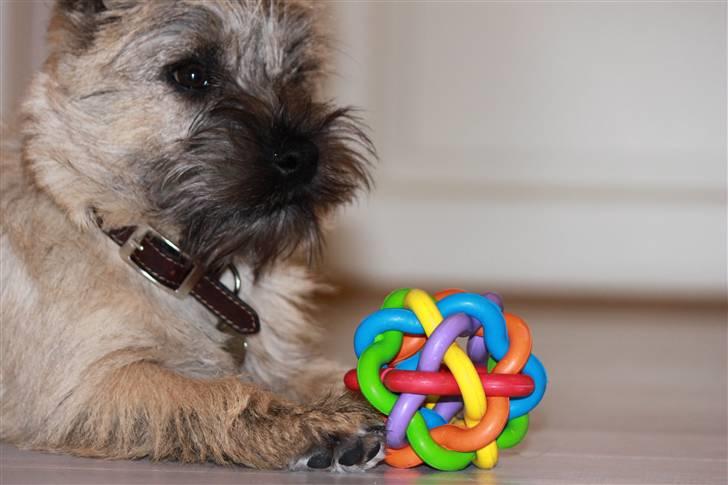 Cairn terrier Ludvig Holberg(Barcardi) billede 9