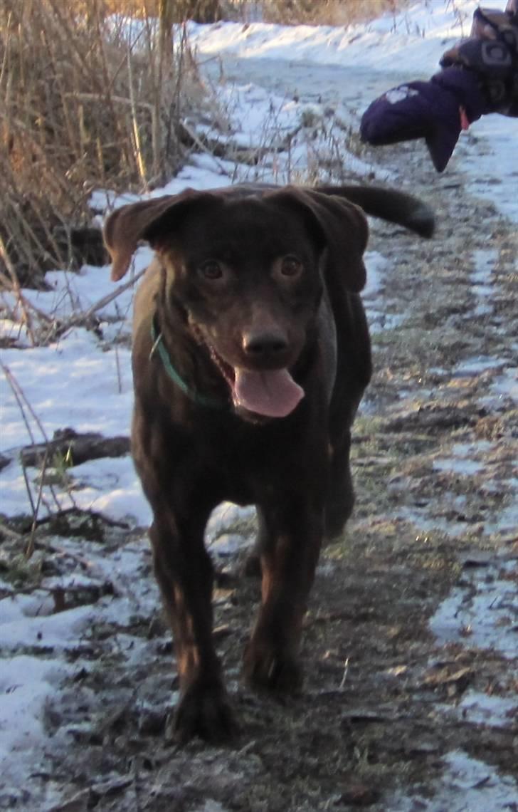 Labrador retriever *Formel 1* Sally (sørøver sally) - du ser så glad ud her! :D billede 20