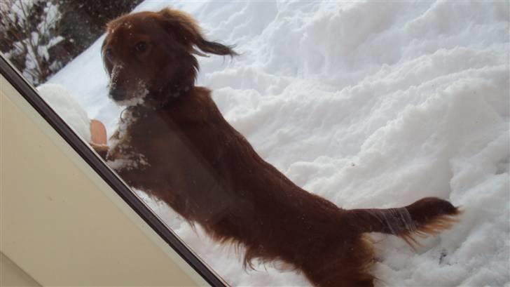 Dværggravhund Balder billede 2