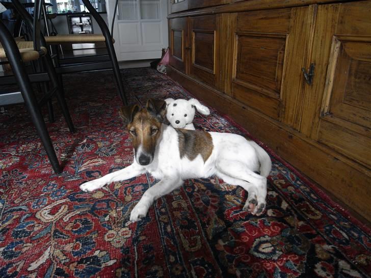 Glathåret foxterrier candy billede 6
