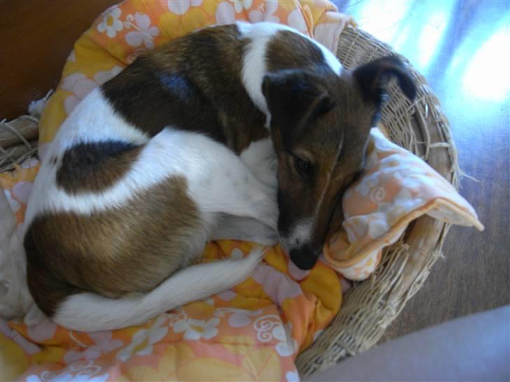 Glathåret foxterrier candy billede 7