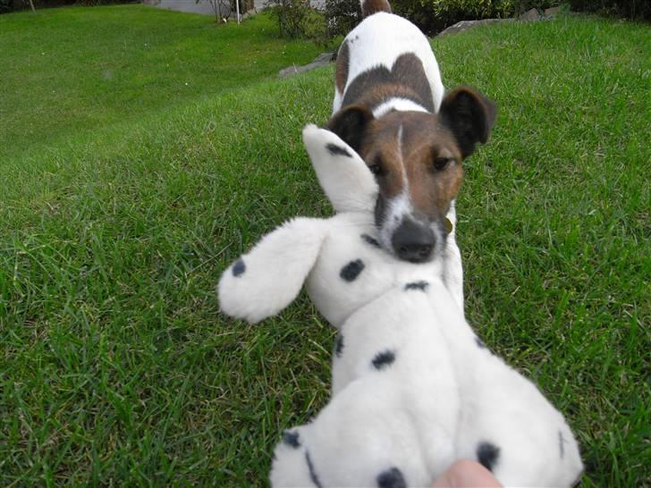 Glathåret foxterrier candy billede 8