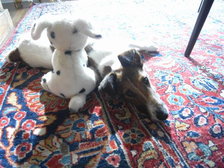 Glathåret foxterrier candy billede 9
