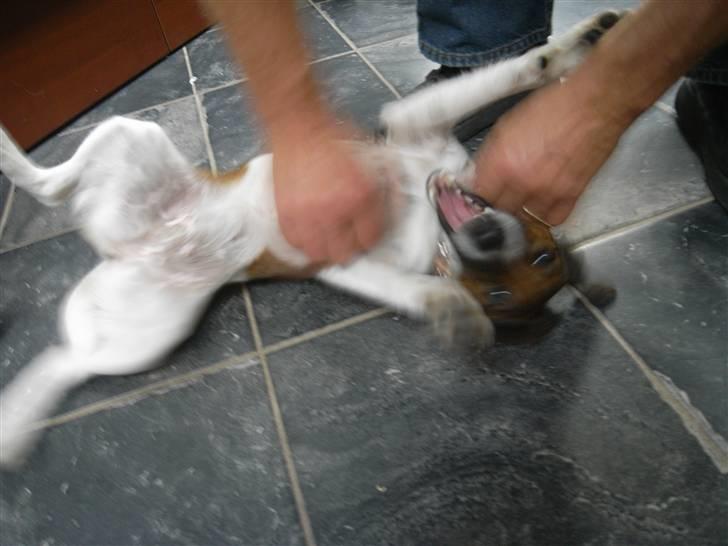 Glathåret foxterrier candy billede 10