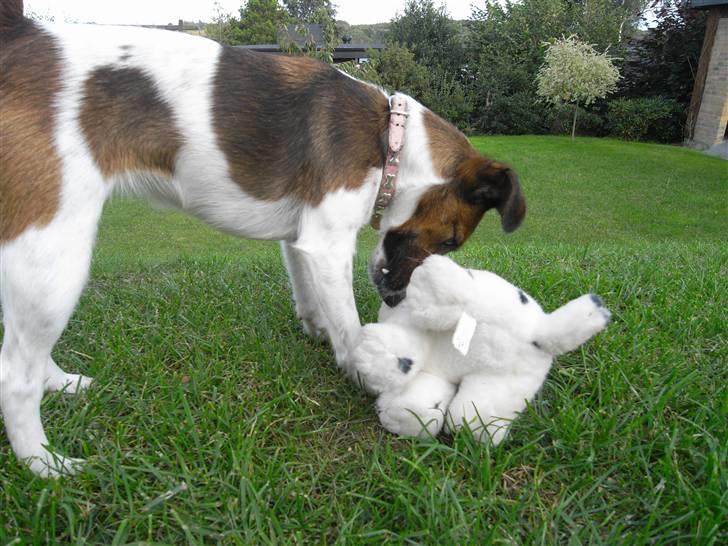 Glathåret foxterrier candy billede 11